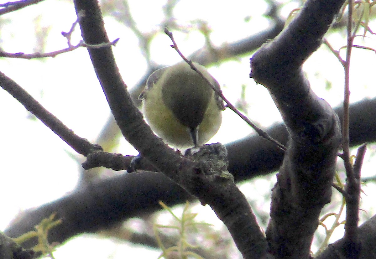 Yellow-throated Vireo - ML234920301