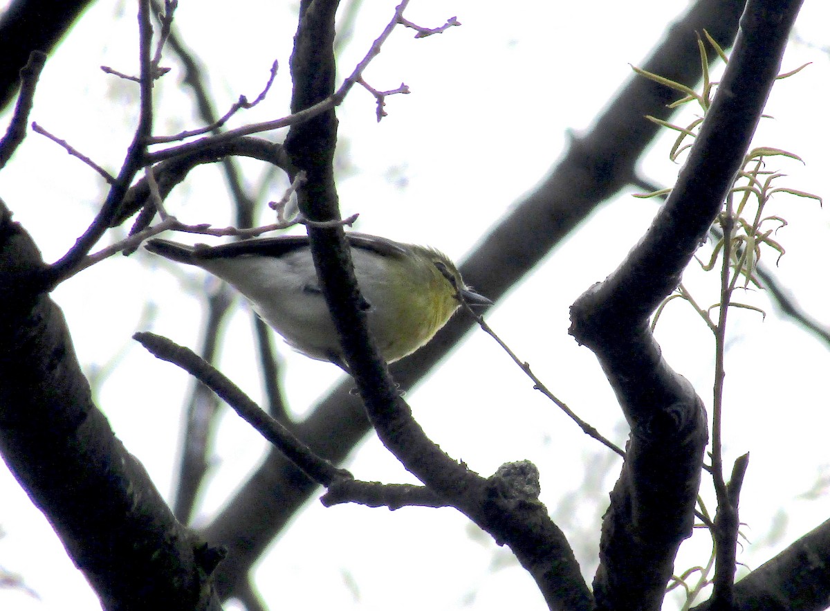 Yellow-throated Vireo - ML234920321