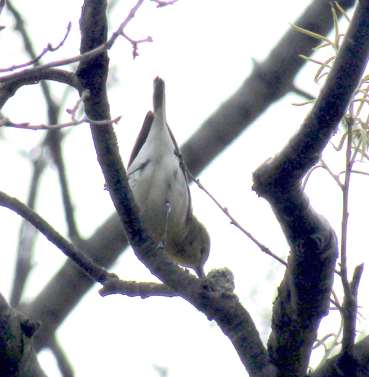 Yellow-throated Vireo - ML234920331