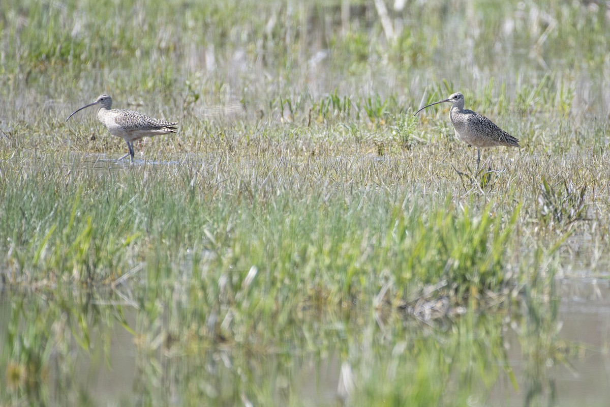 Long-billed Curlew - ML234920461