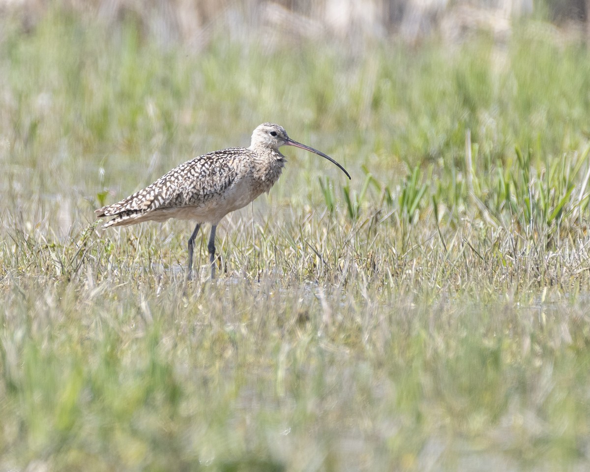 Long-billed Curlew - ML234920881
