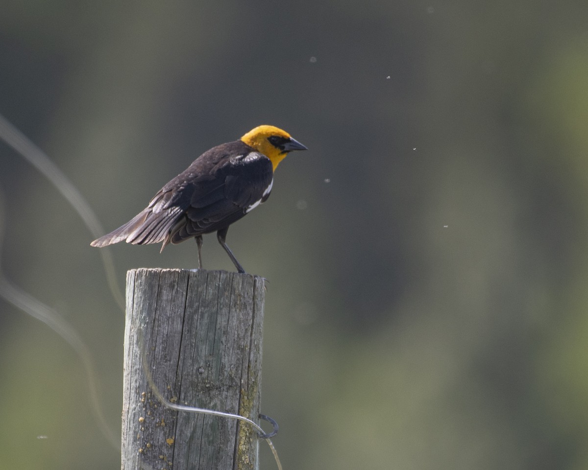 Yellow-headed Blackbird - Anonymous