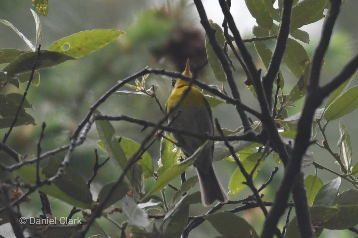 Crescent-chested Warbler - ML234922551