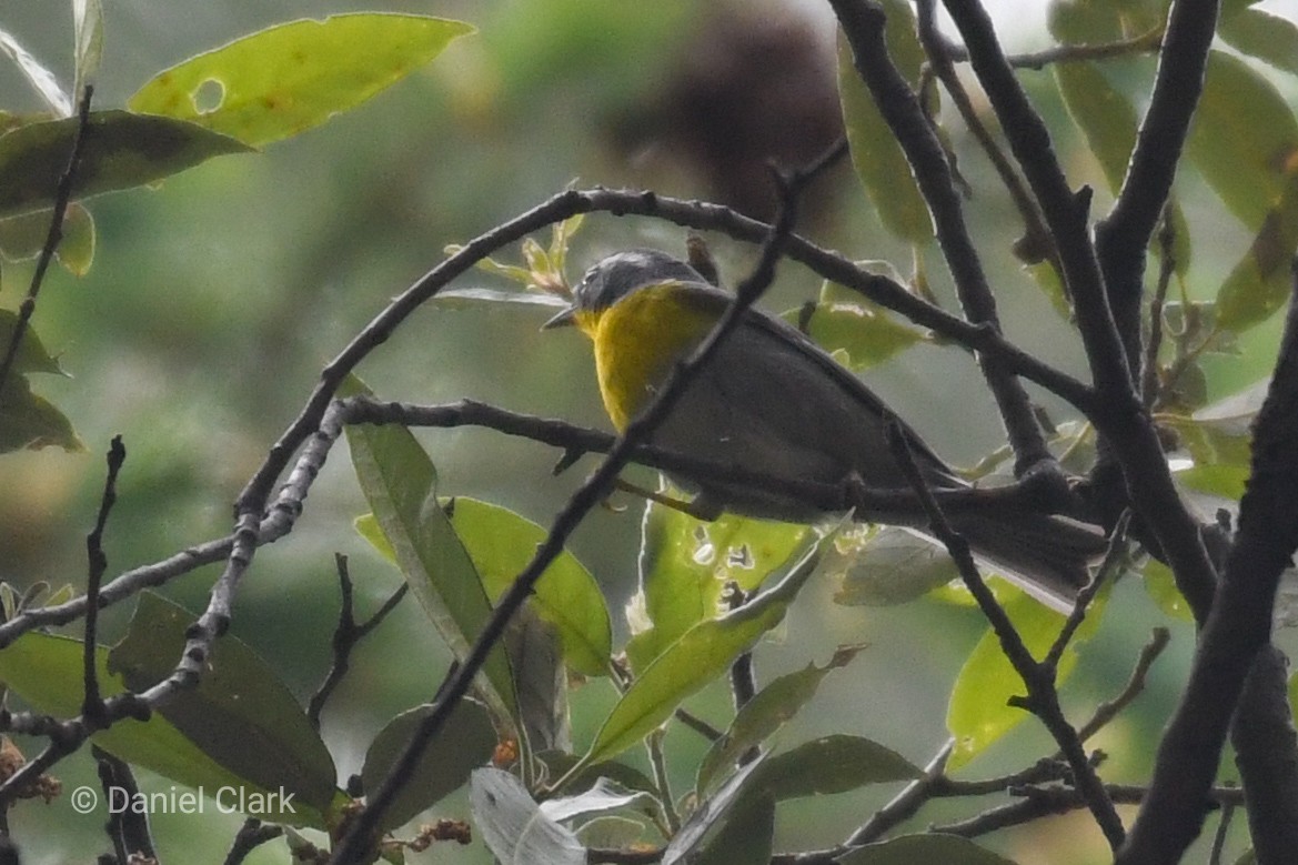 Crescent-chested Warbler - ML234922571