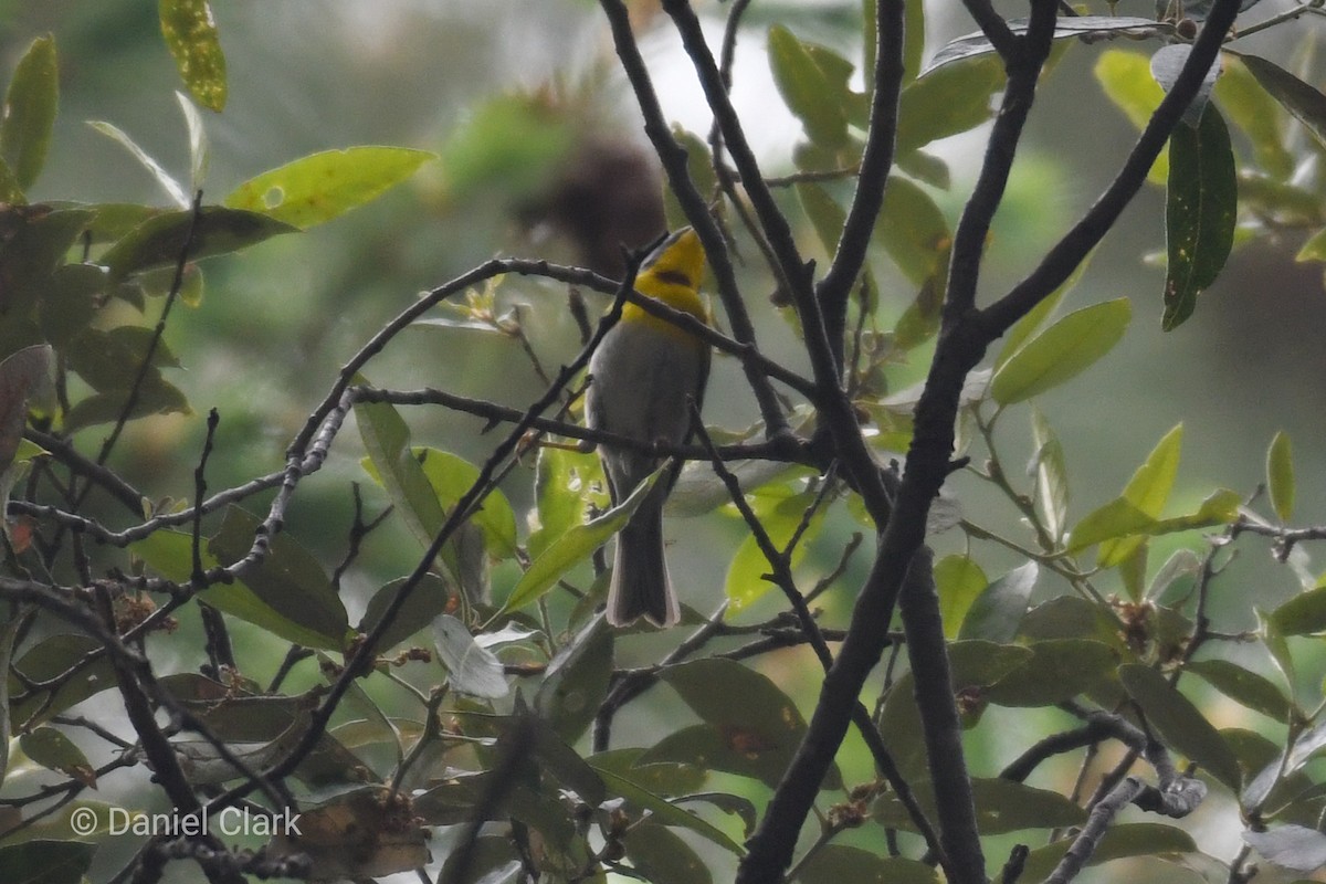 Crescent-chested Warbler - ML234922581