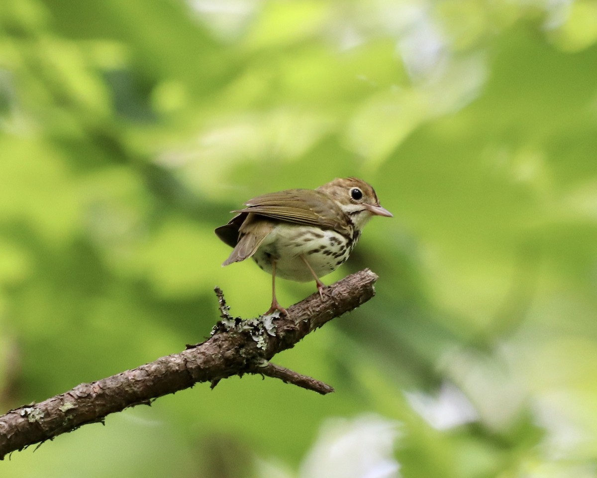 カマドムシクイ - ML234922721