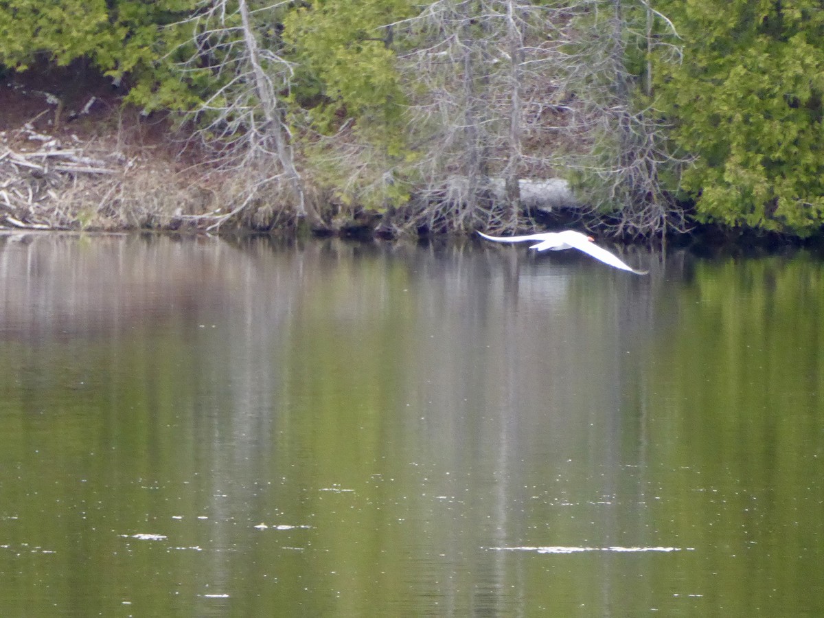 Caspian Tern - ML234923121