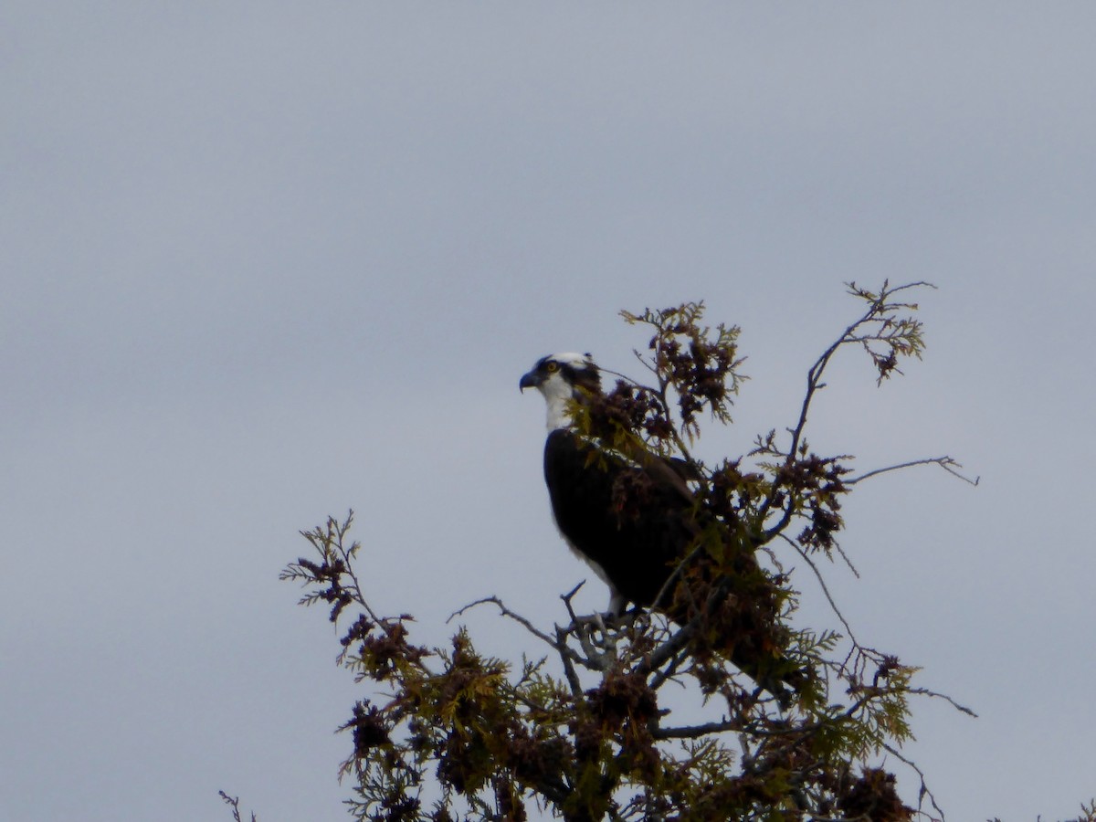 Águila Pescadora - ML234923211