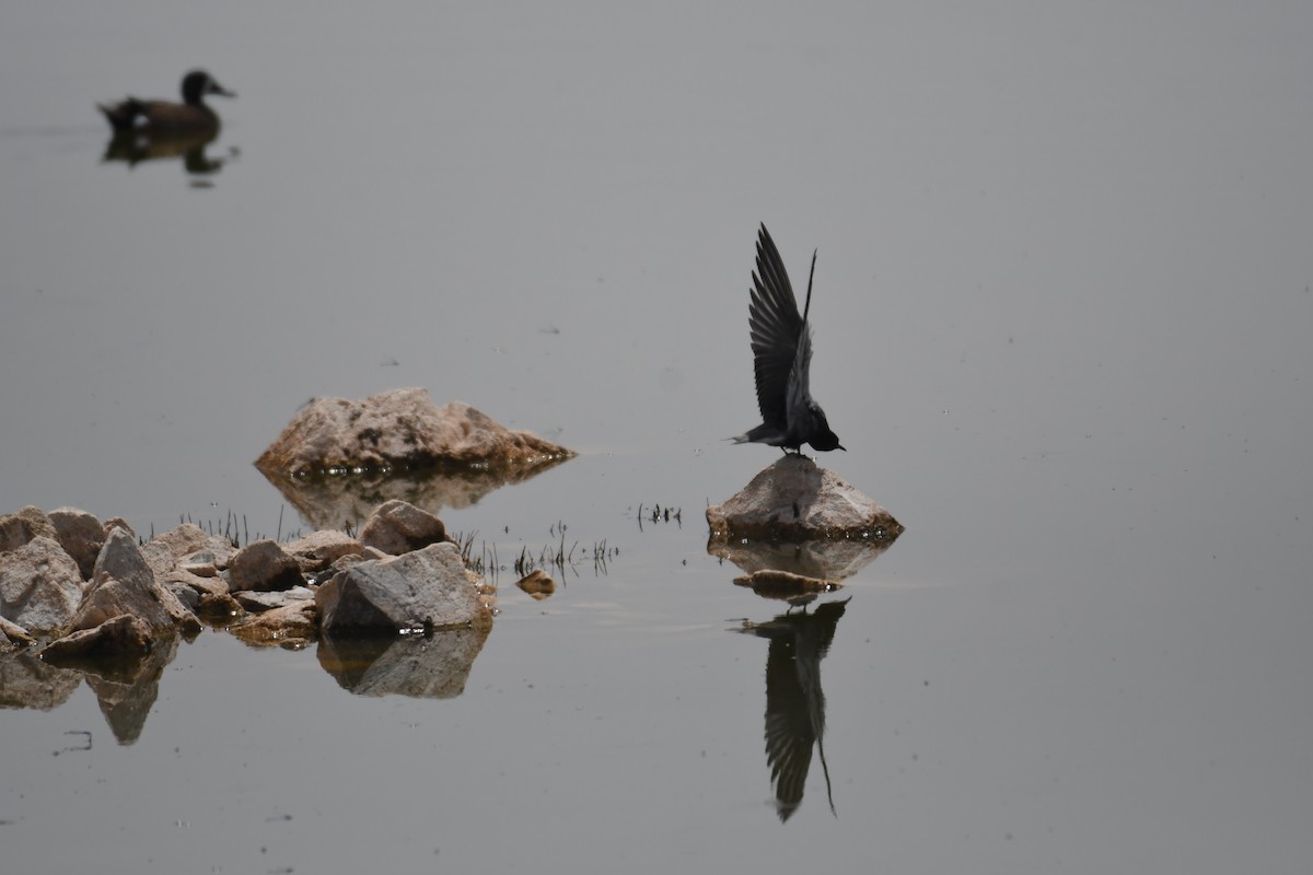 Black Tern - ML234923451