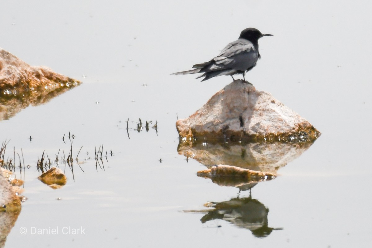 Black Tern - ML234923501