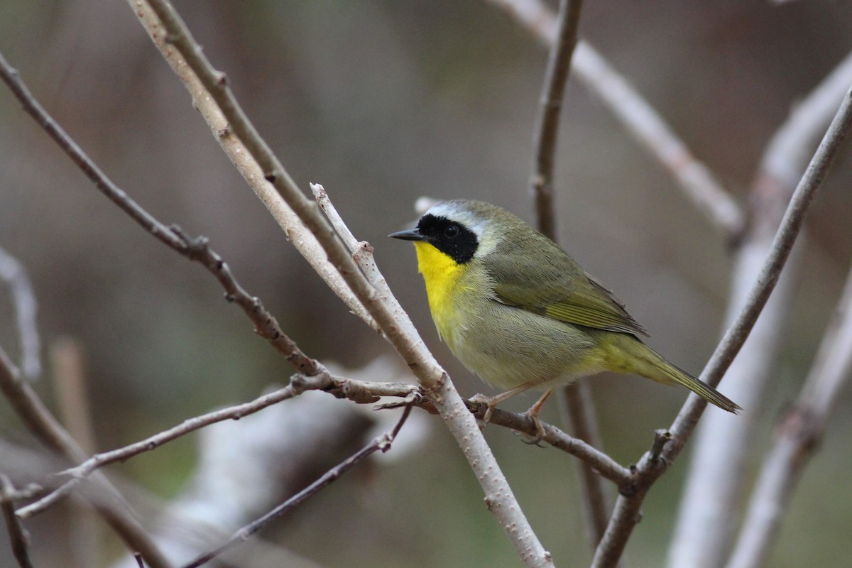 Common Yellowthroat - ML234923641