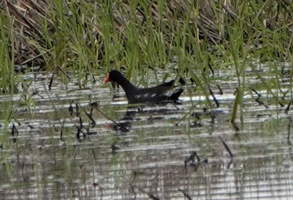 Common Gallinule - ML234923821