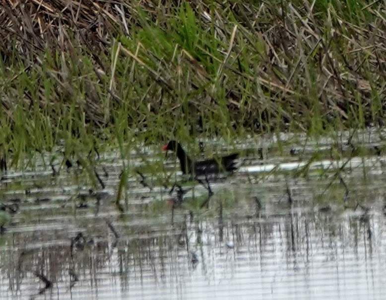 Common Gallinule - ML234923841