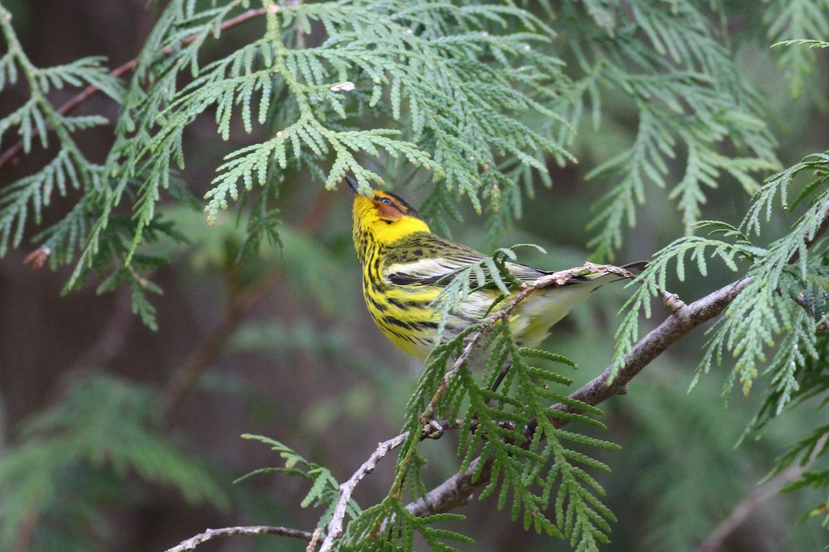 Cape May Warbler - ML234924031