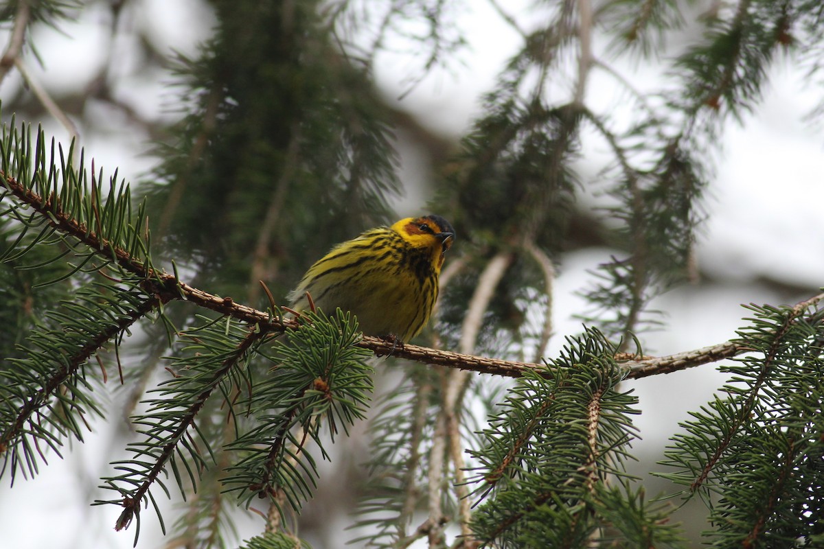 Cape May Warbler - ML234924051