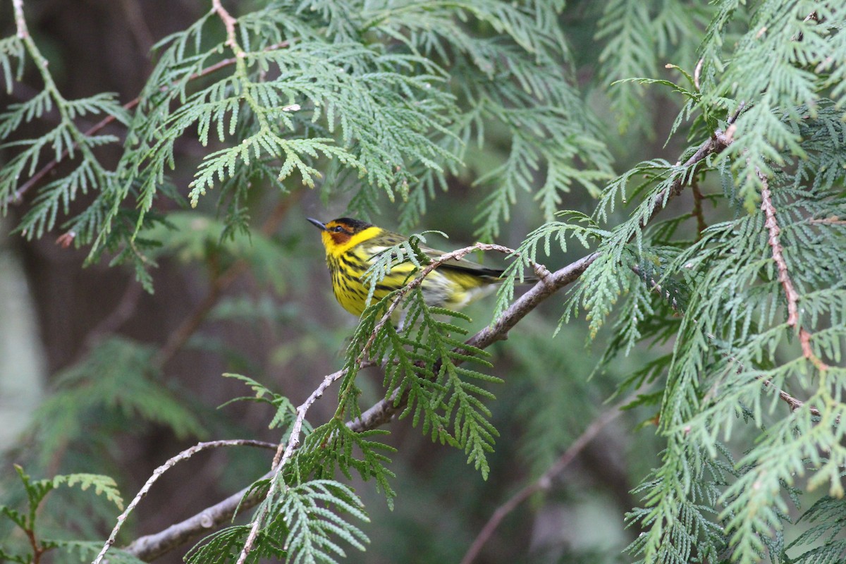 Cape May Warbler - ML234924141