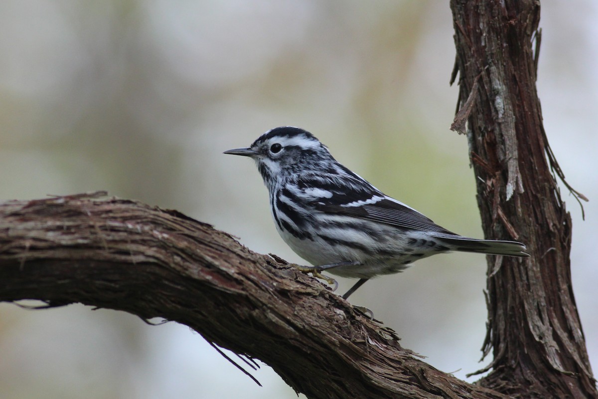 Black-and-white Warbler - ML234924251
