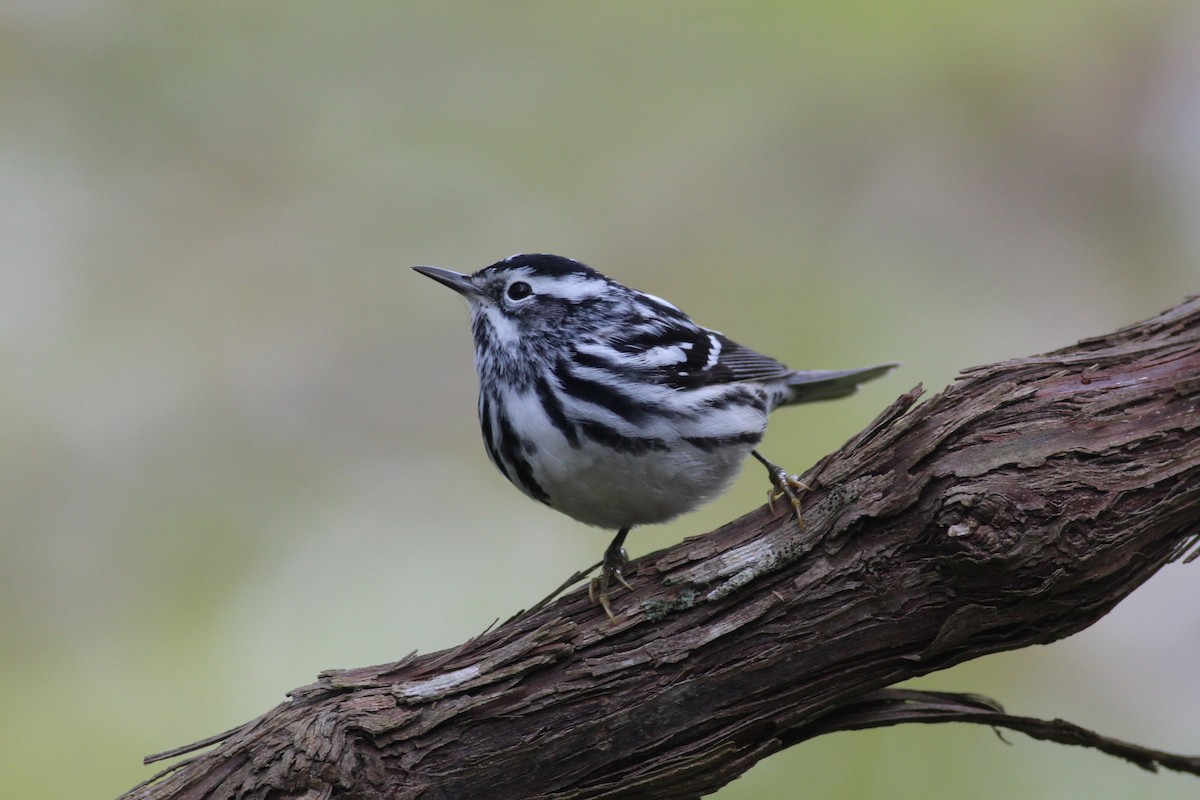 Black-and-white Warbler - ML234924271