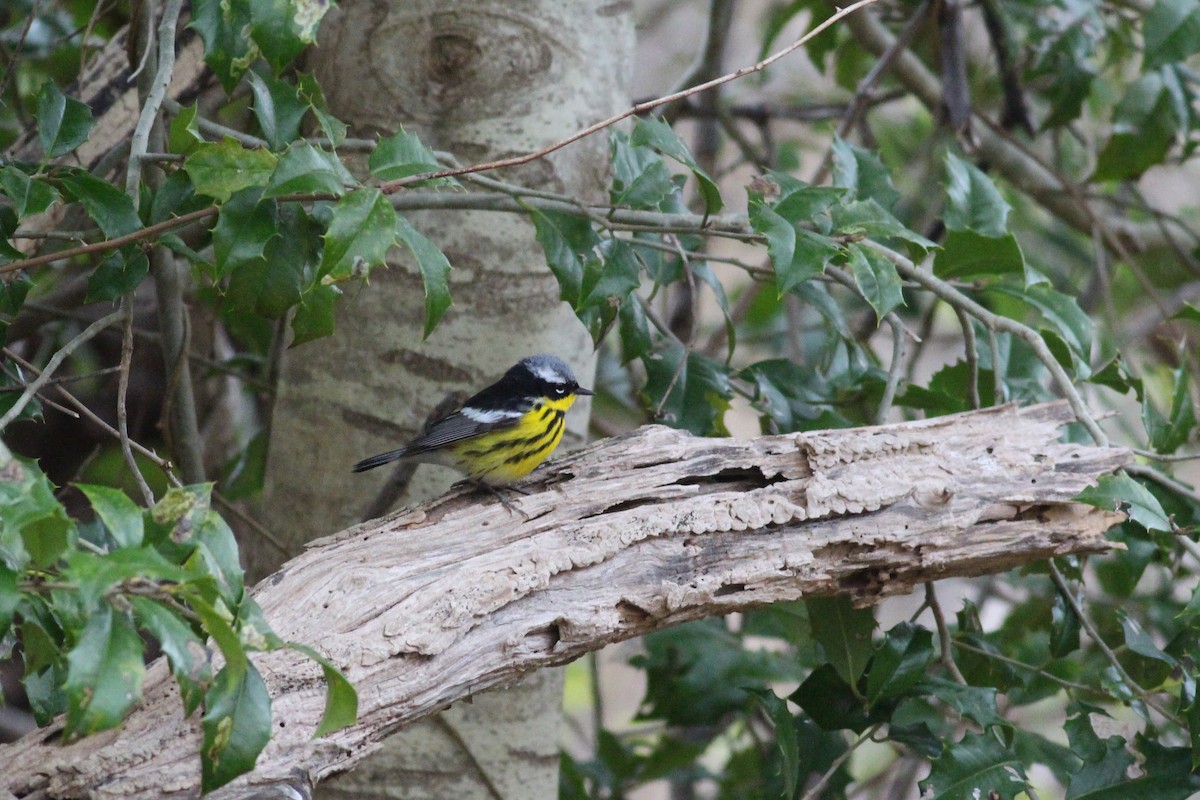 Magnolia Warbler - ML234924291
