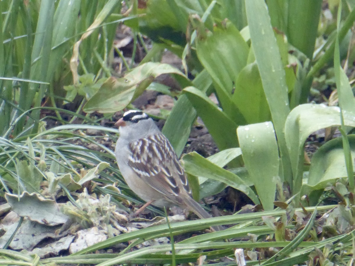 White-crowned Sparrow - ML234926081