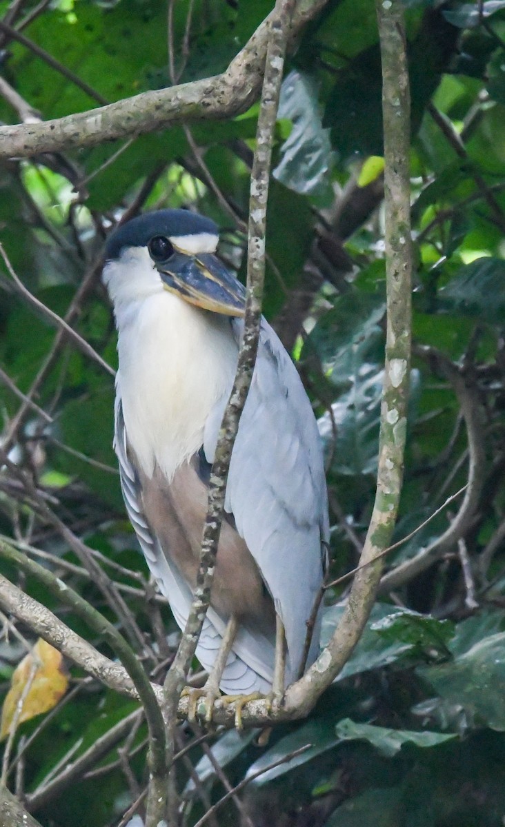 Boat-billed Heron - ML234926141