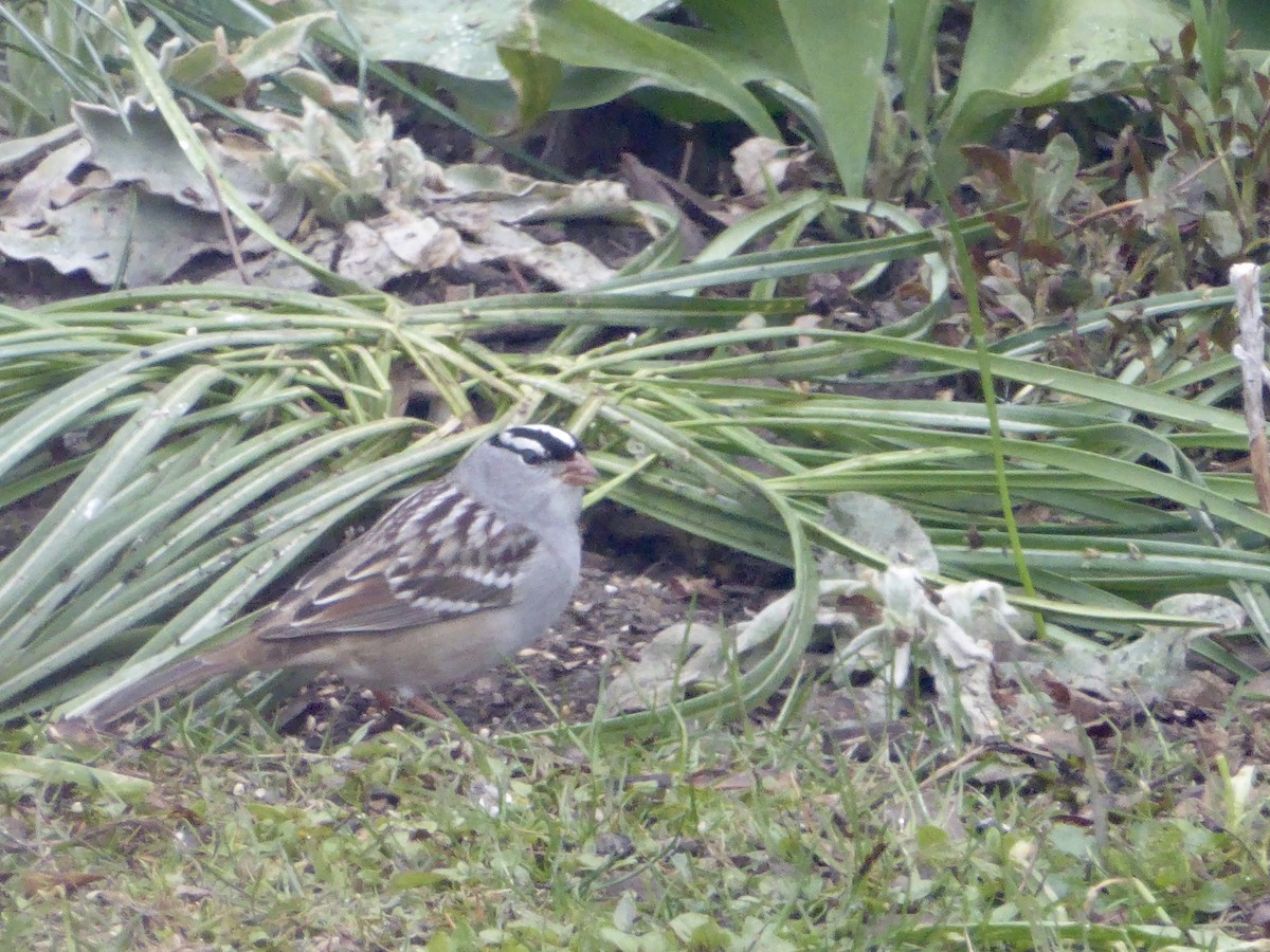 White-crowned Sparrow - ML234926151