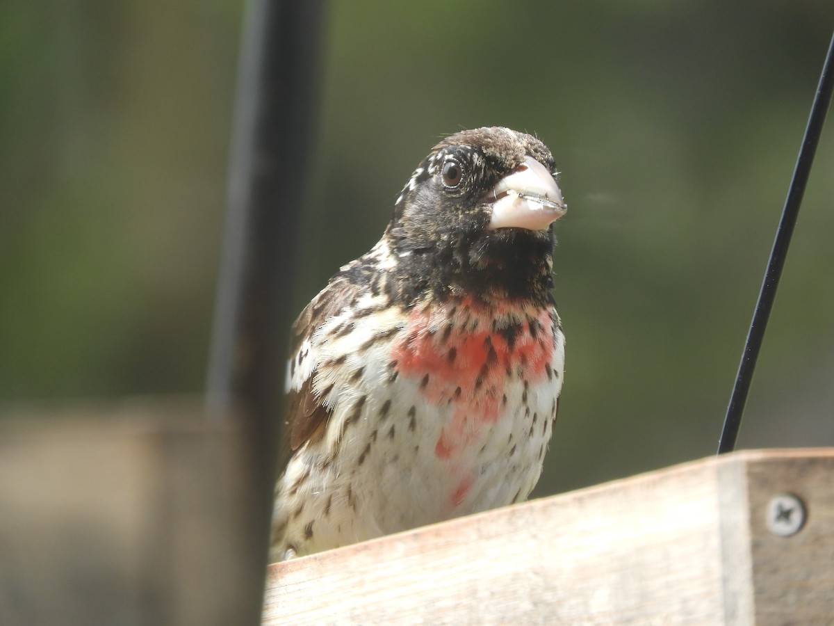 Rose-breasted Grosbeak - ML234930801