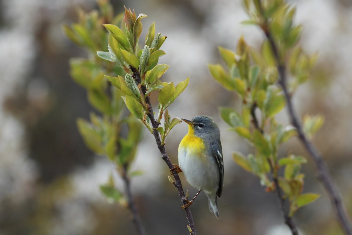 Northern Parula - ML234931291