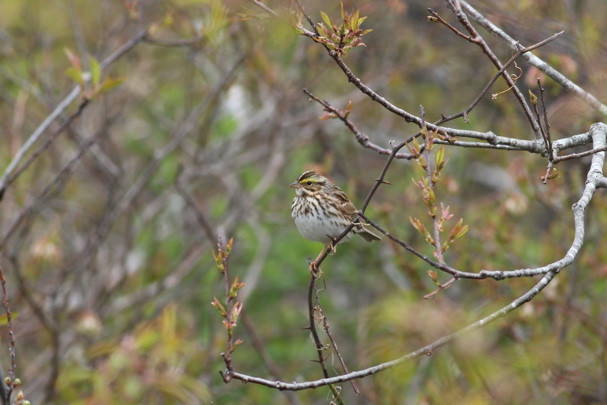 Savannah Sparrow (Savannah) - ML234931341