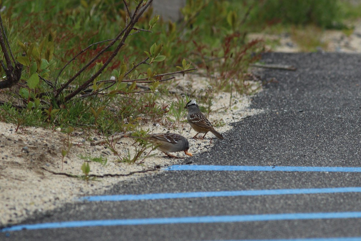 White-crowned Sparrow - ML234931371