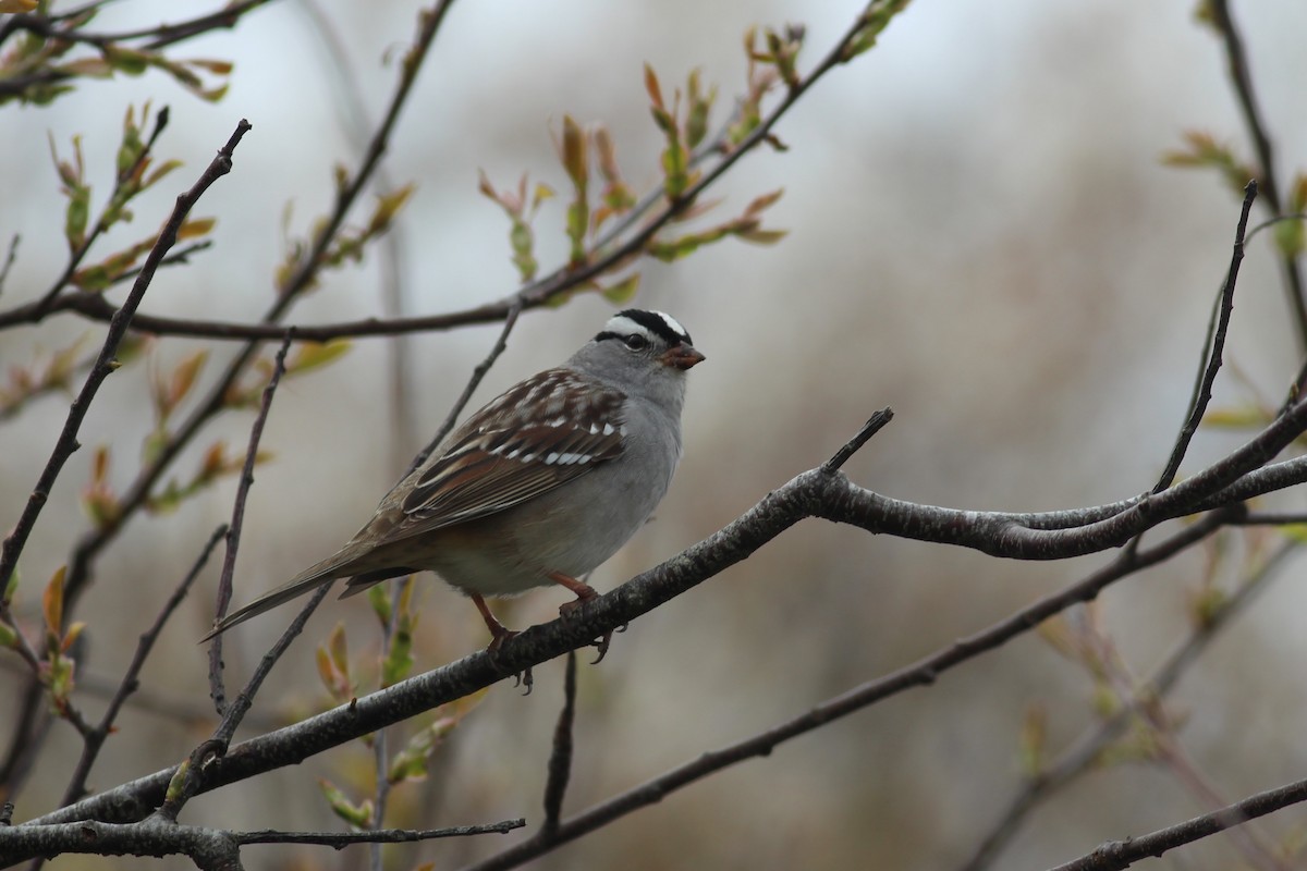 White-crowned Sparrow - ML234931391