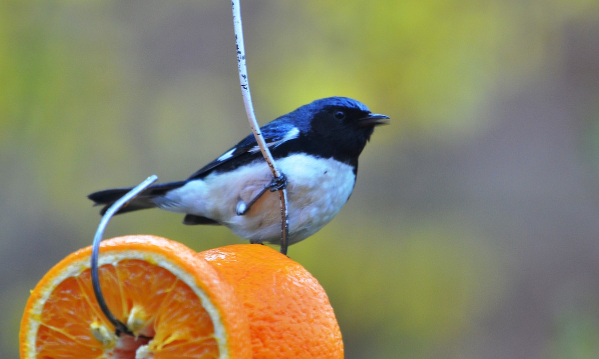 Black-throated Blue Warbler - ML234932411