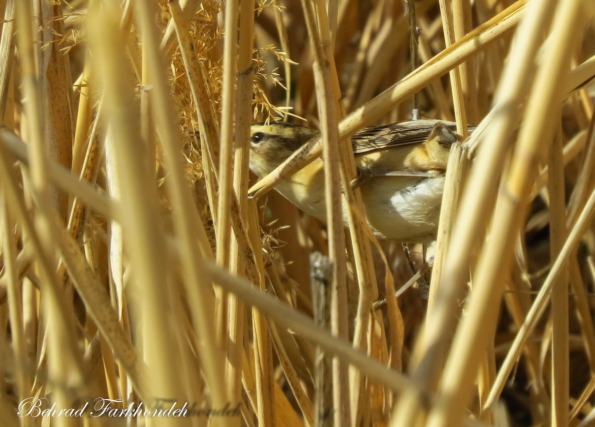 Sedge Warbler - ML23493411