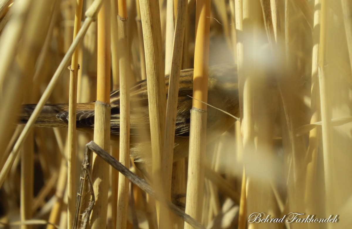 Sedge Warbler - ML23493461