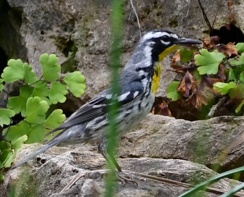 Yellow-throated Warbler - ML234934931