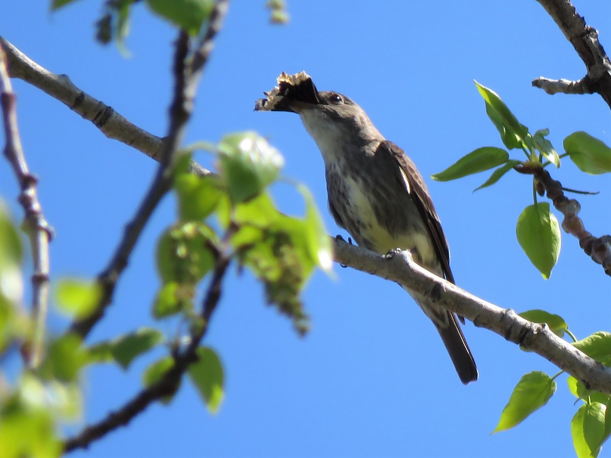 Olivflanken-Schnäppertyrann - ML234936341