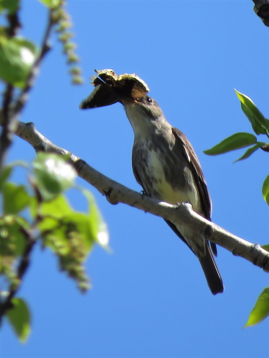 Olive-sided Flycatcher - ML234936461