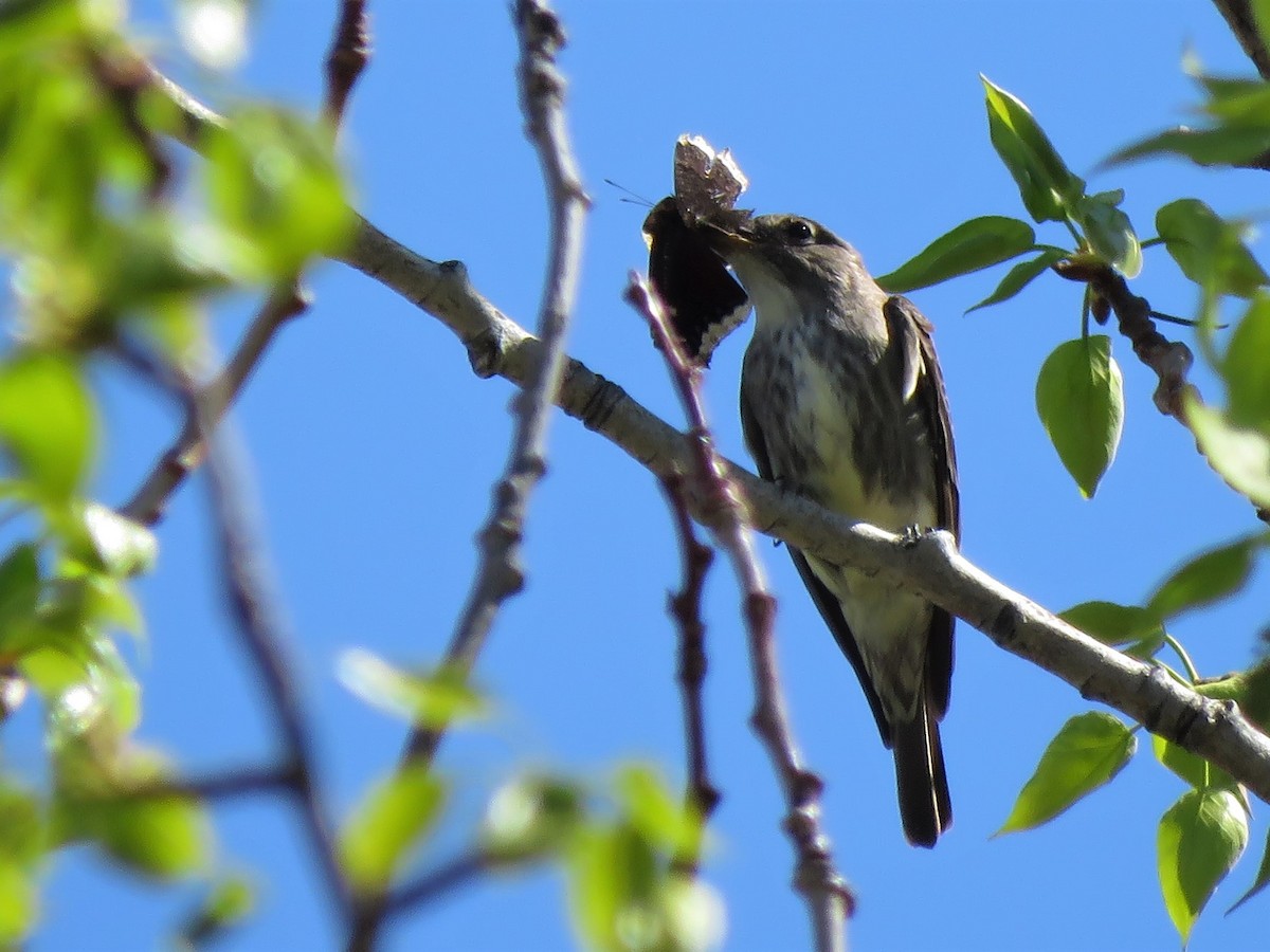 Olive-sided Flycatcher - ML234936471