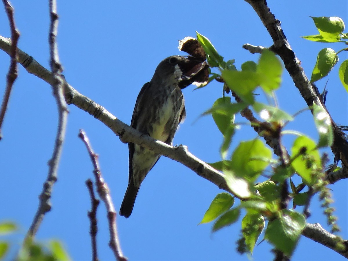 Olivflanken-Schnäppertyrann - ML234936521