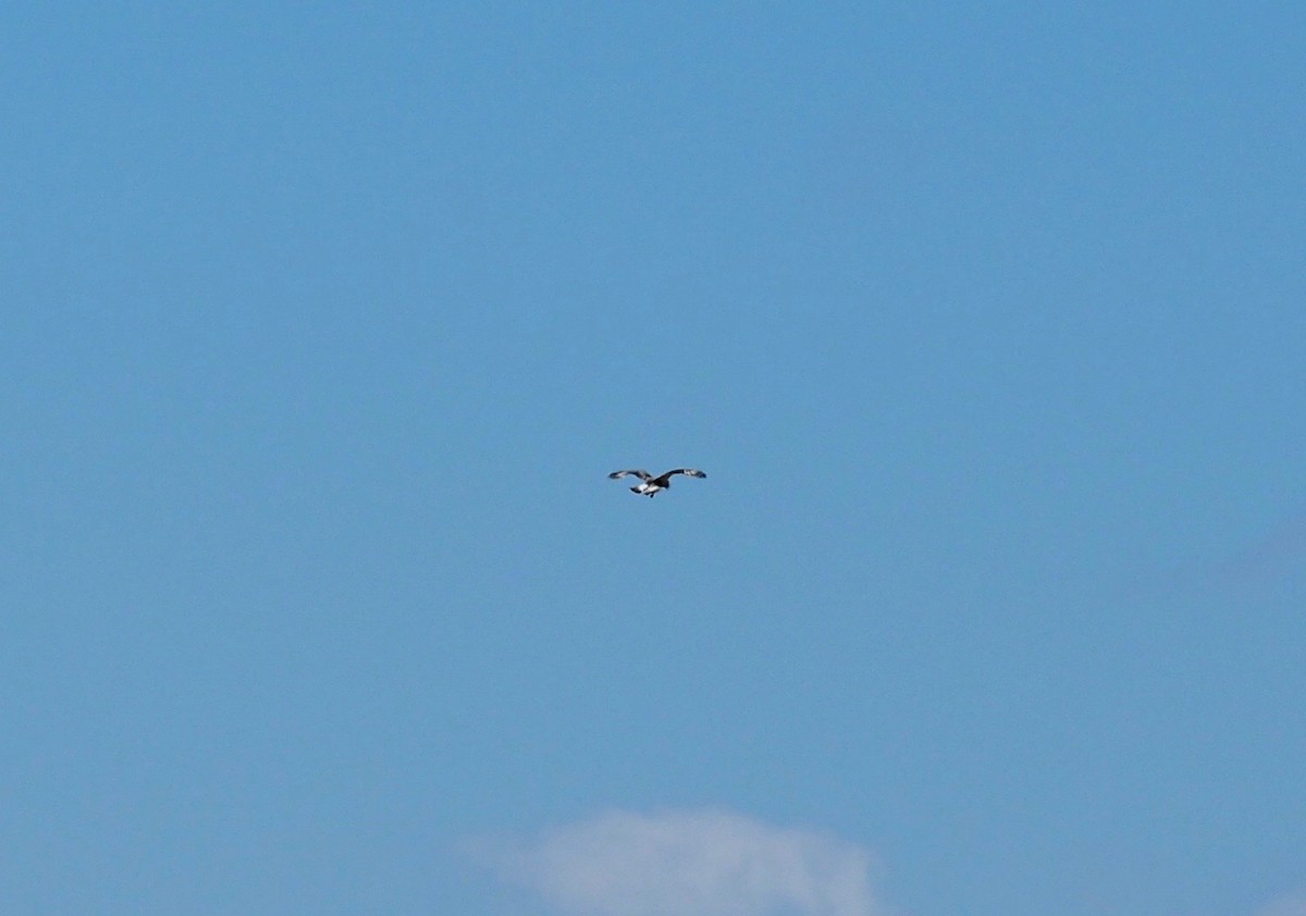 Rough-legged Hawk - Thierry Grandmont