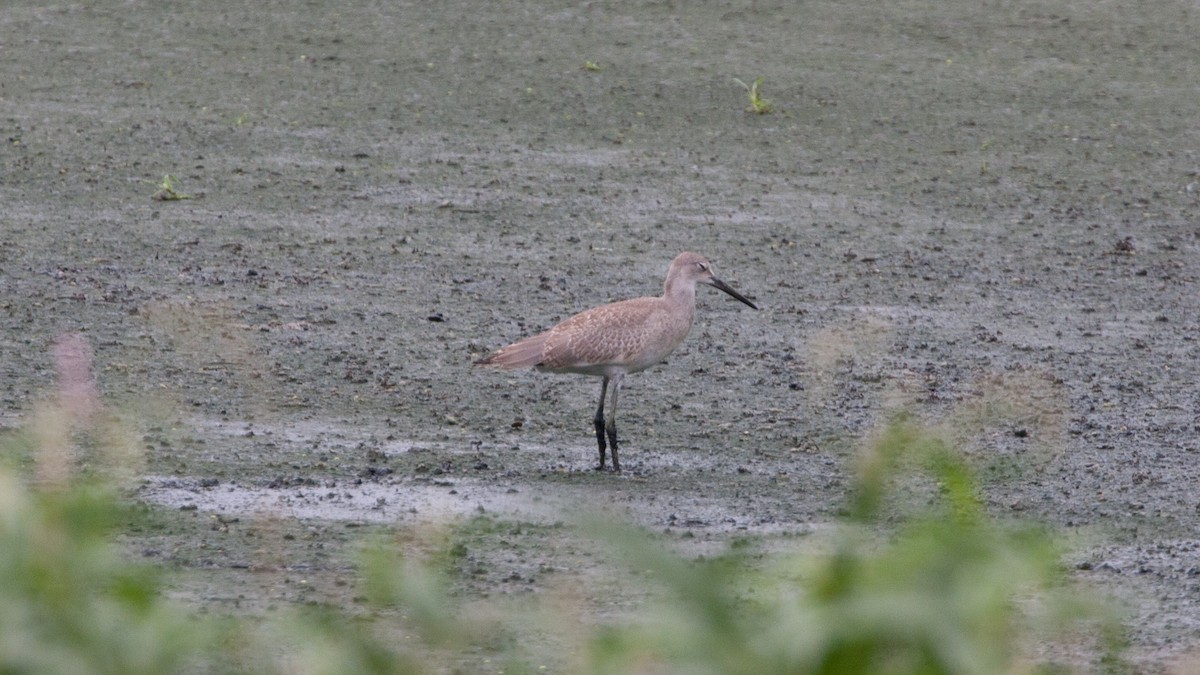 Willet (Western) - Marbry Hopkins