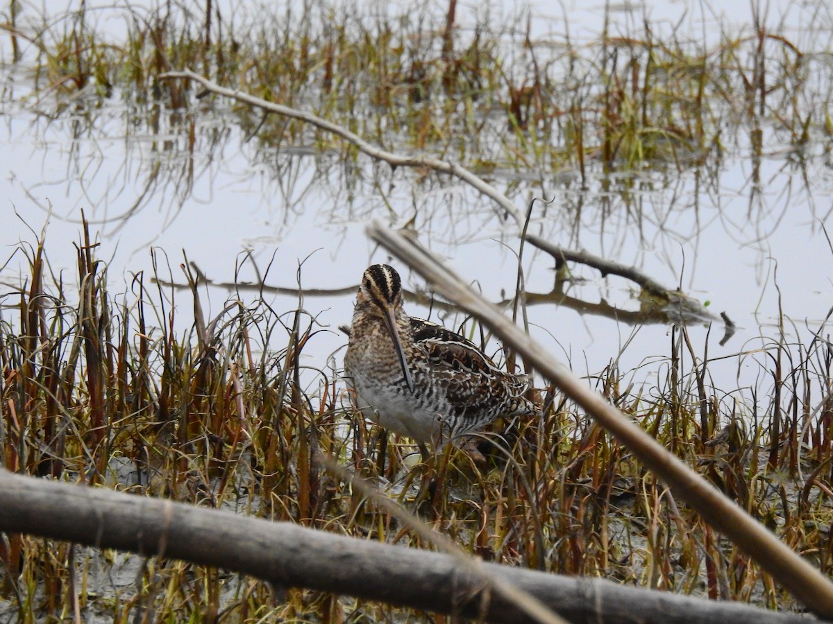 Wilson's Snipe - Jean-Marc Emery