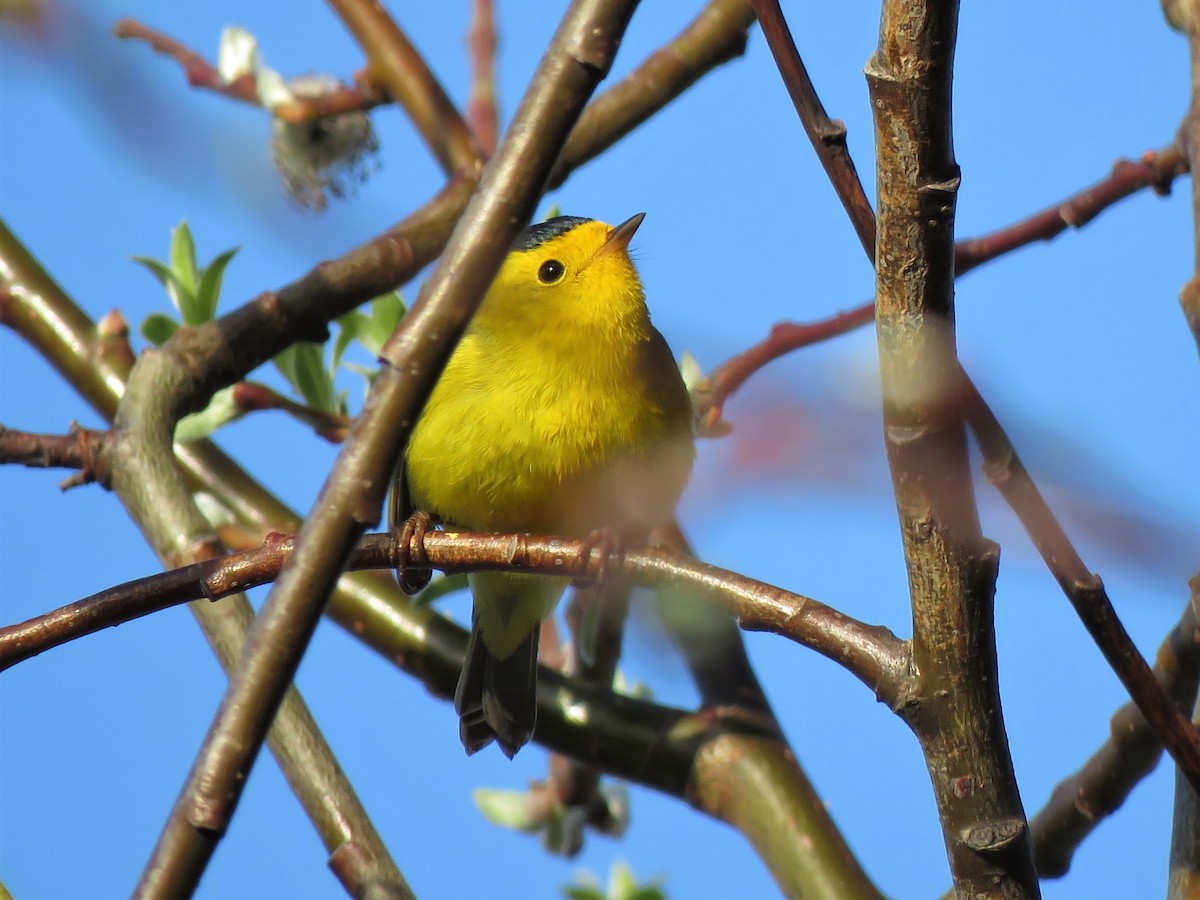 Wilson's Warbler - Timothy Piranian