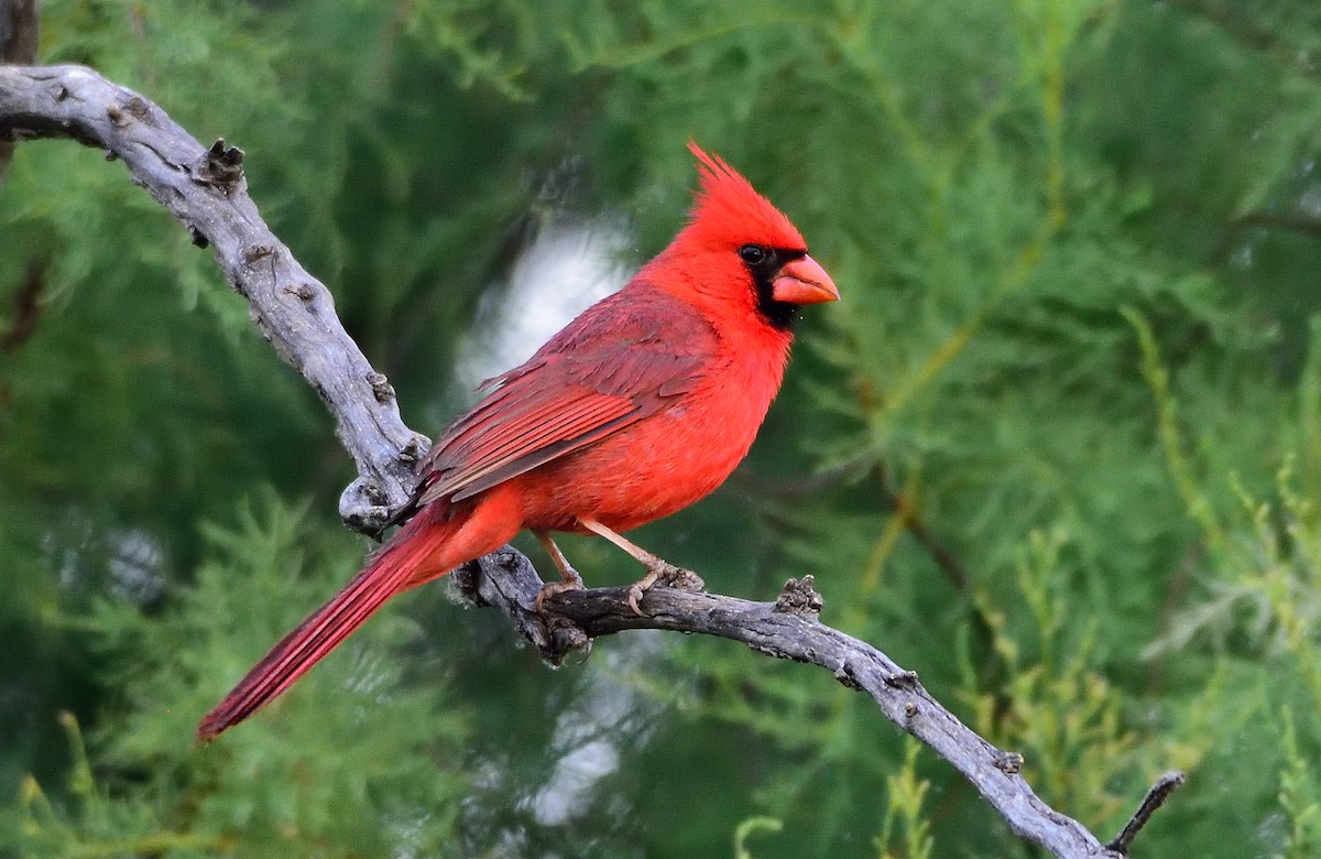 Northern Cardinal - Ad Konings