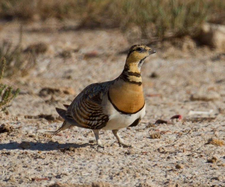 Pin-tailed Sandgrouse (Iberian) - José Martín