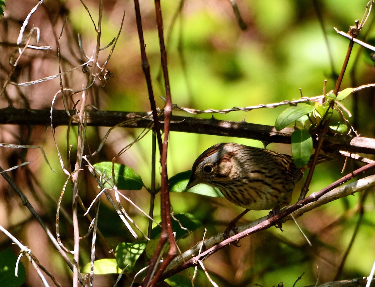 Lincoln's Sparrow - ML234942581
