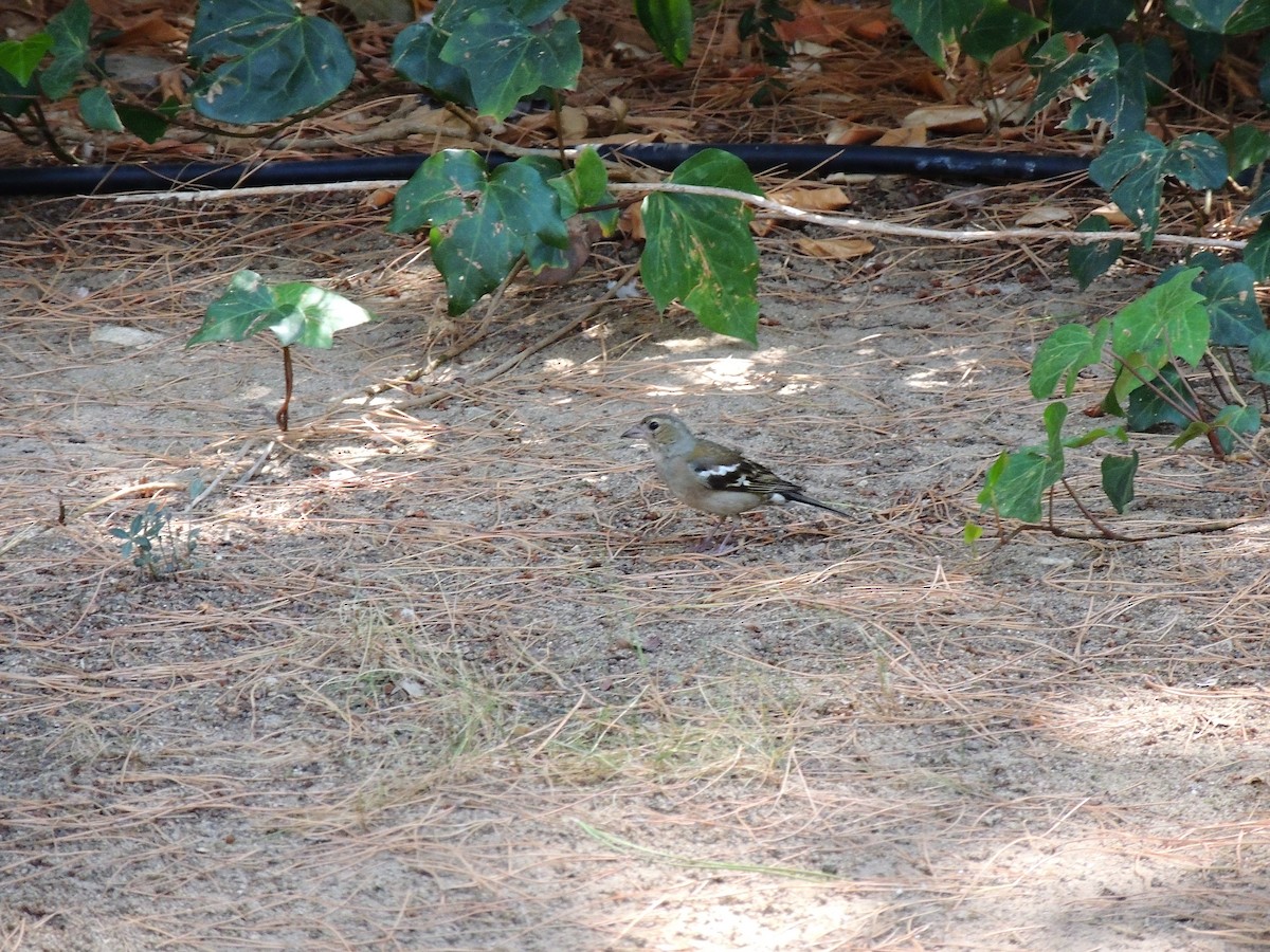 Common Chaffinch - ML234942621