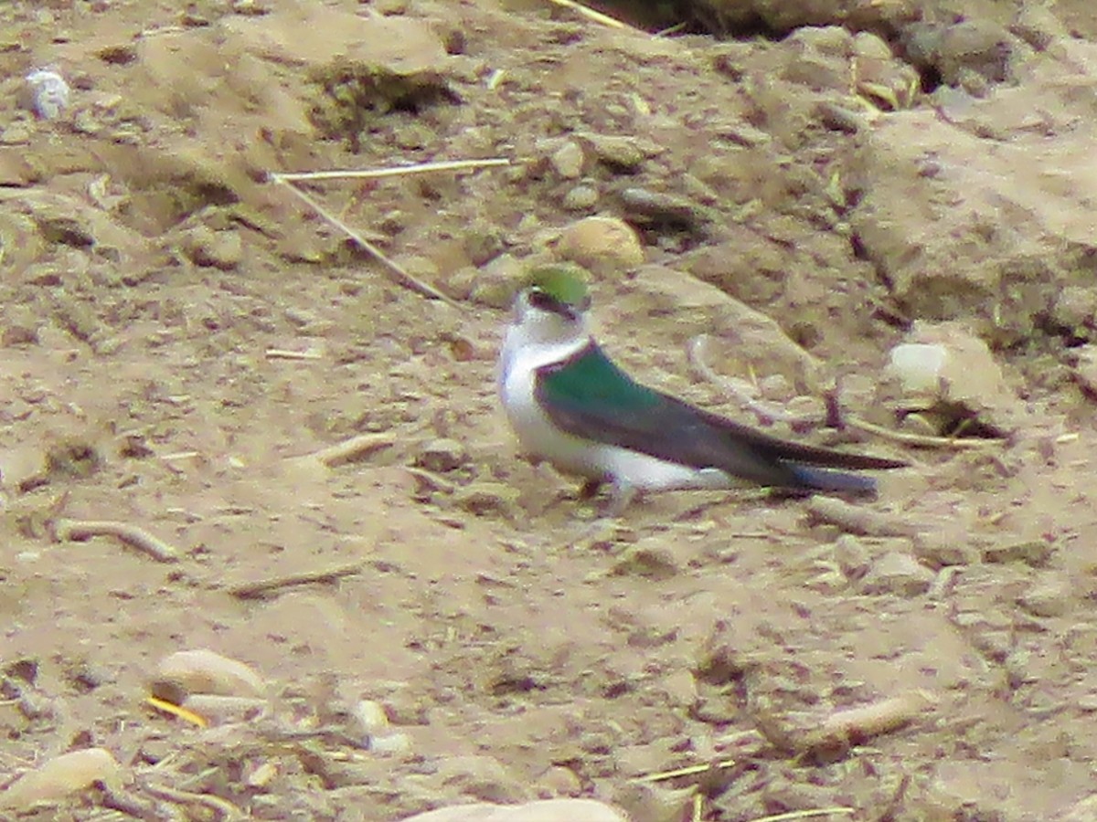 Violet-green Swallow - ML234942631