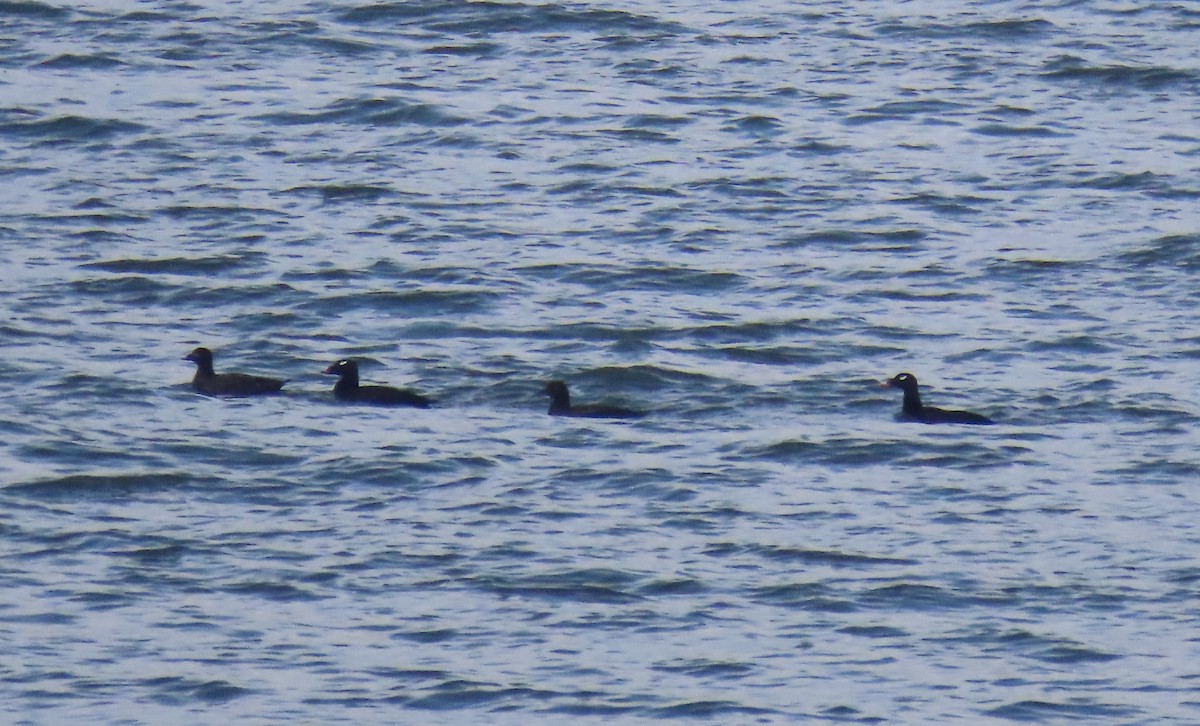 White-winged Scoter - ML234946041