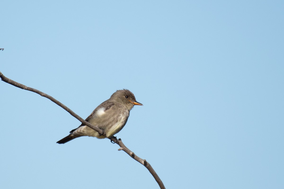 Olive-sided Flycatcher - Herb Elliott